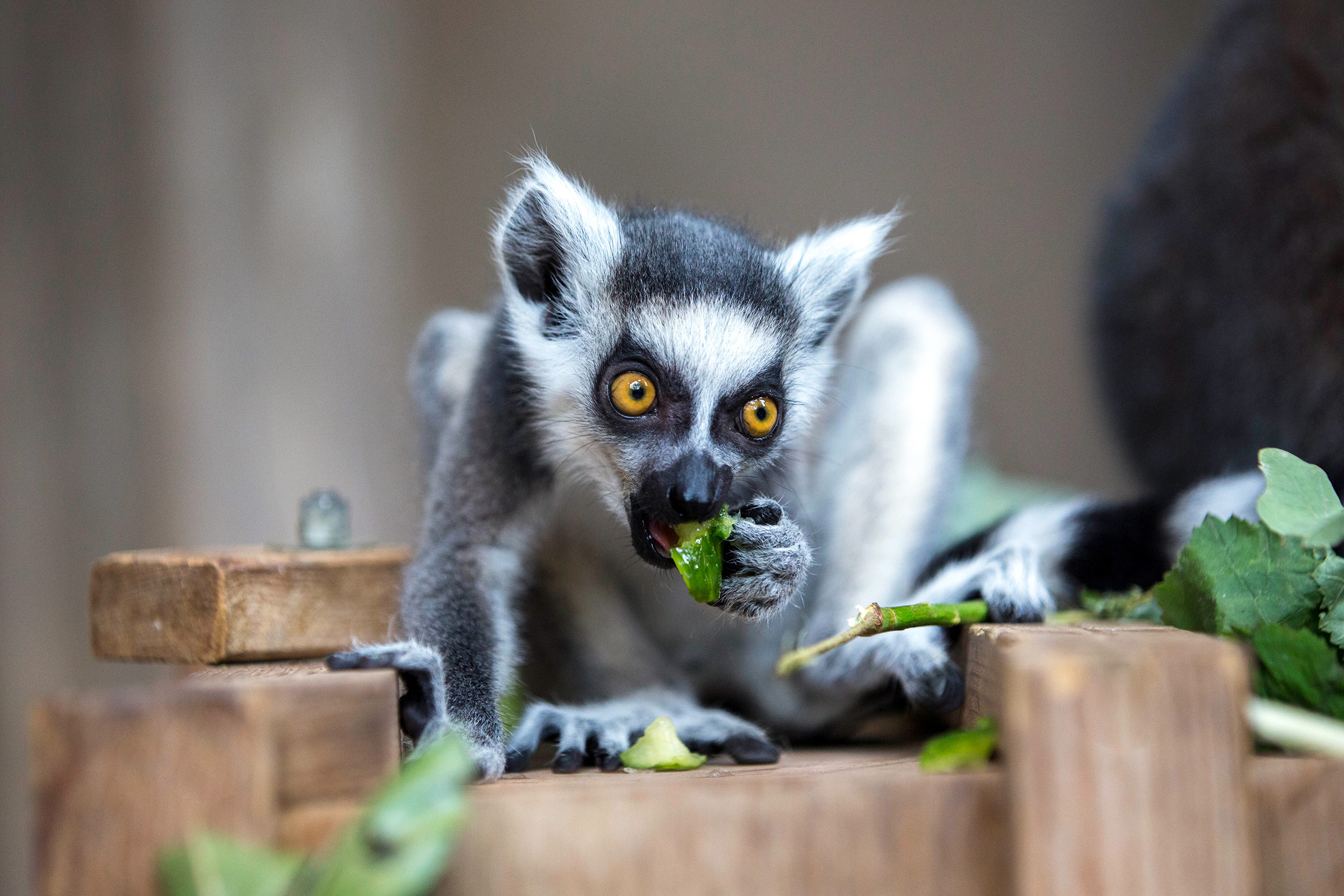 Lemur im Tierpark Hagenbeck
