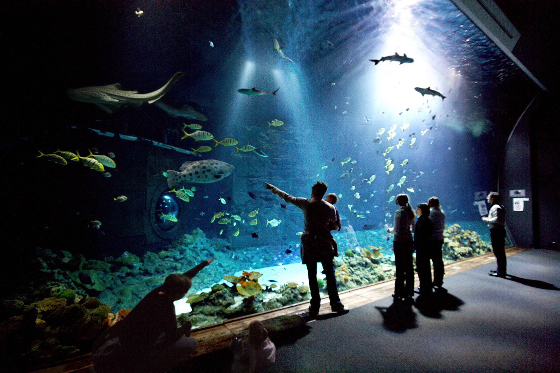 Familie beobachtet Haie und Fische im Aquarium des Tierparks Hagenbeck bei Hamburg – ein faszinierendes Erlebnis in unmittelbarer Nähe zum Park-Hotel Hagenbeck.