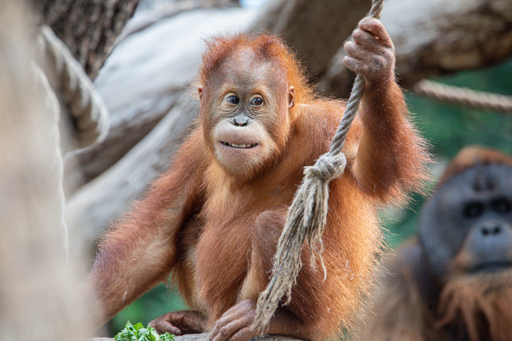 Sumatra-Orang-Utan im Tierpark Hagenbeck Hamburg
