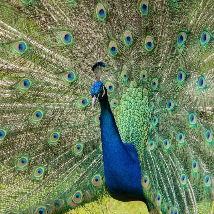 Prächtiger Pfau mit voll entfalteten Federn im Tierpark Hagenbeck nahe dem Park-Hotel