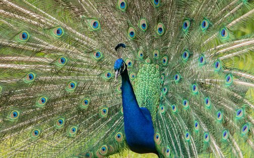 peacock
