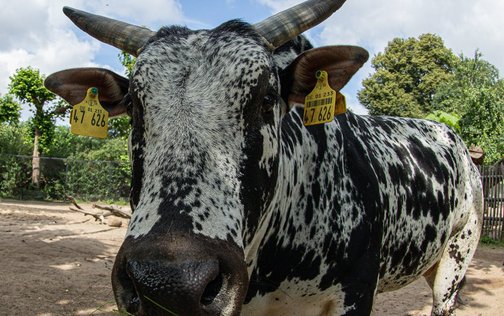 Close-up of a black and white spotted cow at Tierpark Hagenbeck on a sunny day – right next to the Park-Hotel Hagenbeck