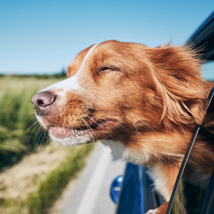 Reisefreude pur – Mit dem Hund unterwegs ins Abenteuer