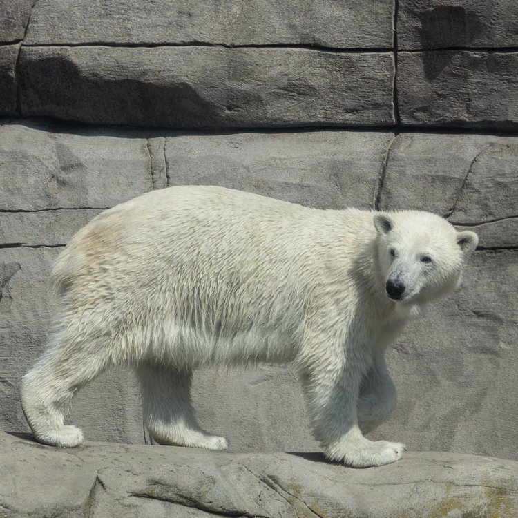 Eisbär im Tierpark Hagenbeck Hamburg