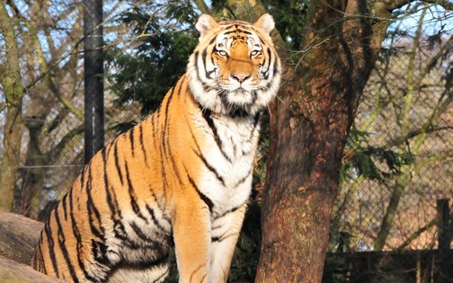 Sibirischer Tiger im Tierpark Hagenbeck Hamburg – majestätische Raubkatze auf Baumstamm