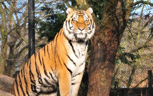 Titel Sibirischer Tiger im Tierpark Hagenbeck Hamburg – majestätische Raubkatze auf Baumstamm