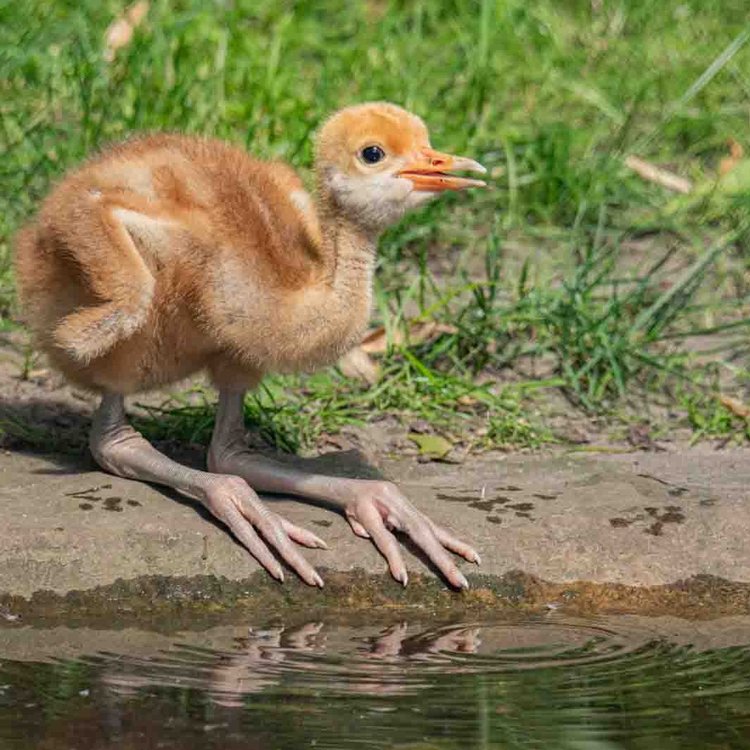 Nilgans-Küken am Ufer im Tierpark Hagenbeck Hamburg