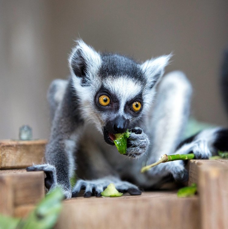 Lemur im Tierpark Hagenbeck