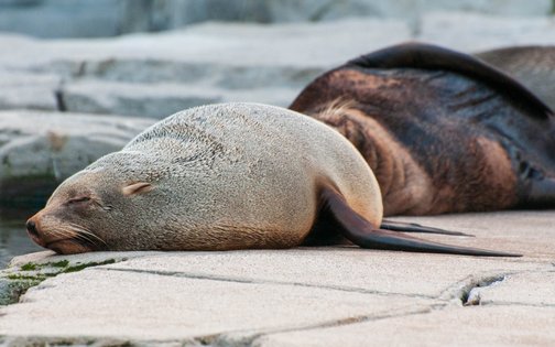Seehund im Tierpark Hagenbeck Hamburg – ruhend am Wasserbecken