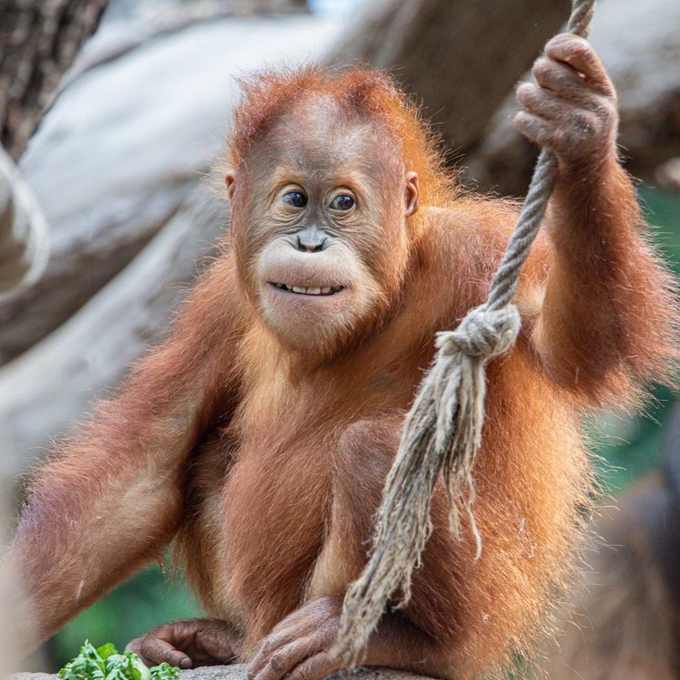 Sumatra-Orang-Utan im Tierpark Hagenbeck Hamburg