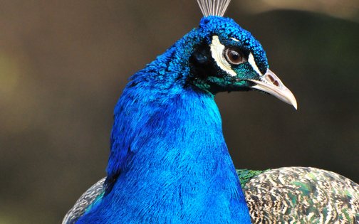 Pfau mit leuchtend blauem Gefieder in Nahaufnahme
