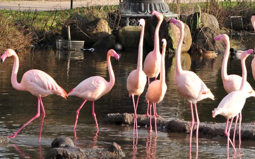 Rosa Flamingos im Teich im Tierpark Hagenbeck Hamburg – exotische Vögel vor dekorativer Brunnenstatue