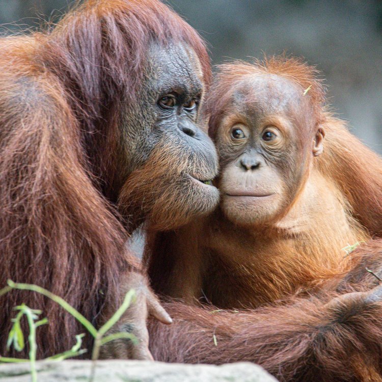 Orang-Utans