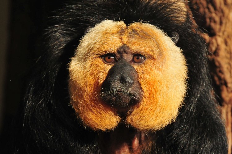 Weißgesichtsaki-Affe im Tierpark Hagenbeck Hamburg – exotischer Affe mit hellem Gesicht und schwarzem Fell