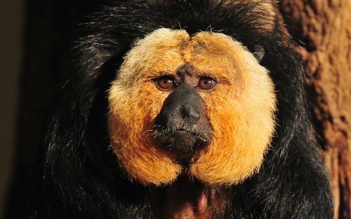 Weißgesichtsaki-Affe im Tierpark Hagenbeck Hamburg – exotischer Affe mit hellem Gesicht und schwarzem Fell