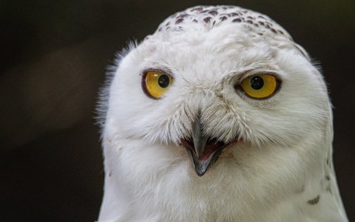 Schnee-Eule im Tierpark Hagenbeck Hamburg