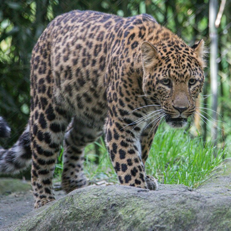 Leopard im Tierpark Hagenbeck auf einem Felsen inmitten grüner Vegetation