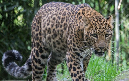 Leopard at Tierpark Hagenbeck standing on a rock surrounded by lush greenery
