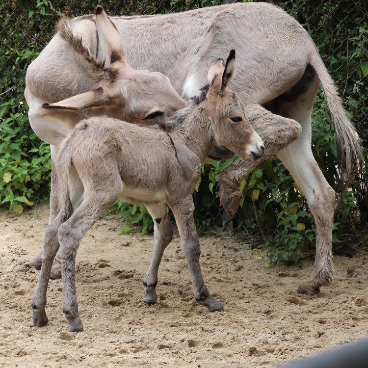 Somali-Wildesel mit Fohlen im Tierpark Hagenbeck Hamburg