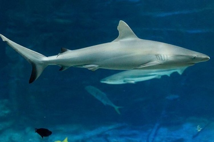 Ein Hai im Tropenaquarium