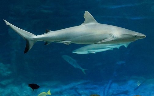 Ein Hai im Tropenaquarium