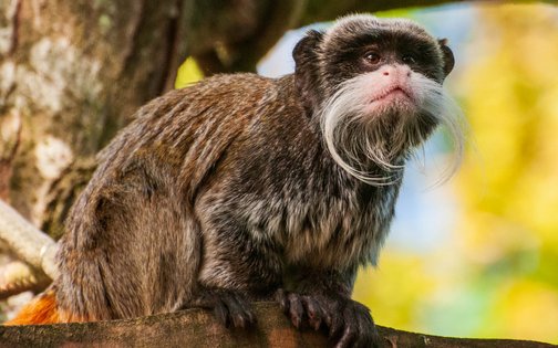 Kaiserschnurrbarttamarin im Tierpark Hagenbeck Hamburg – sitzend auf einem Baum