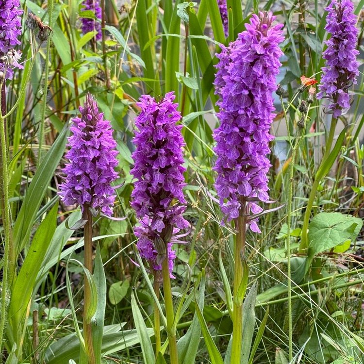 Vibrant wild larkspur in full bloom – captured in the park surrounding Park-Hotel Hagenbeck