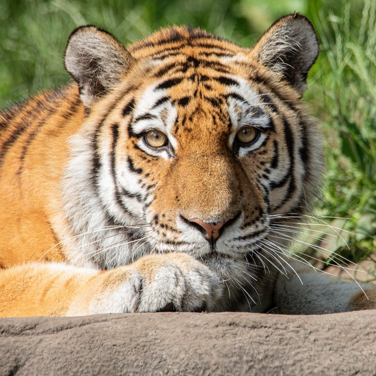 Majestätischer Tiger im Tierpark Hagenbeck – entspannt liegend im Grünen, direkt am Park-Hotel Hagenbeck