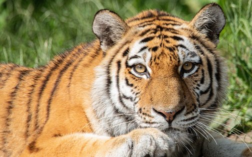 Majestic tiger at Tierpark Hagenbeck – resting in the greenery, right next to the Park-Hotel Hagenbeck