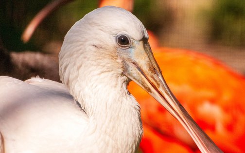 Löffler und Roter Ibis im Tierpark Hagenbeck Hamburg – exotische Vögel