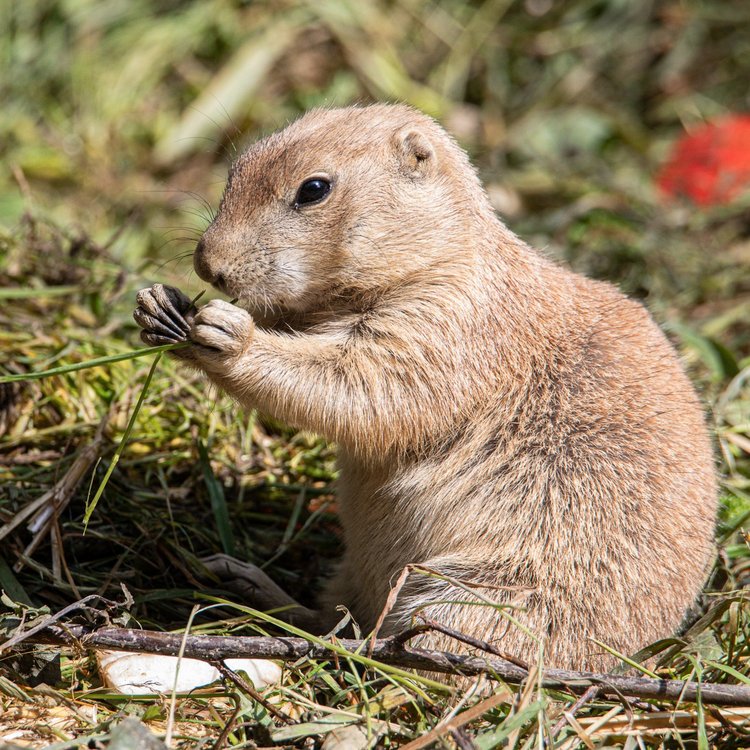 Präriehund im Gras im  Tierpark Hagenbeck in Hamburg, direkt am Park-Hotel Hagenbeck gelegen.