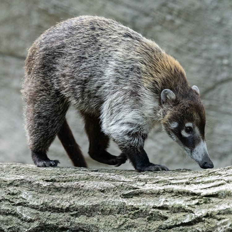 Großer Ameisenbär im Tierpark Hagenbeck Hamburg