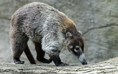 Großer Ameisenbär im Tierpark Hagenbeck Hamburg